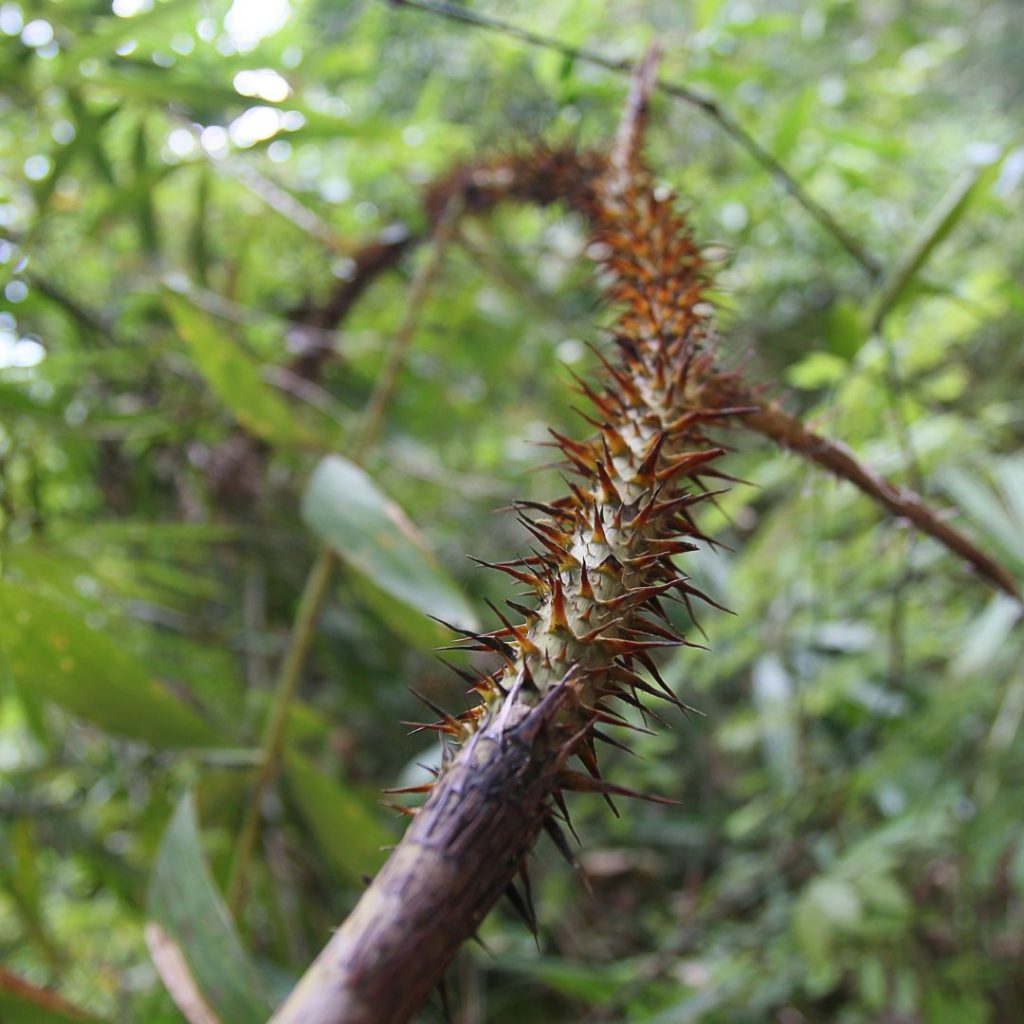 Les différentes fibres naturelles utilisées dans la décoration