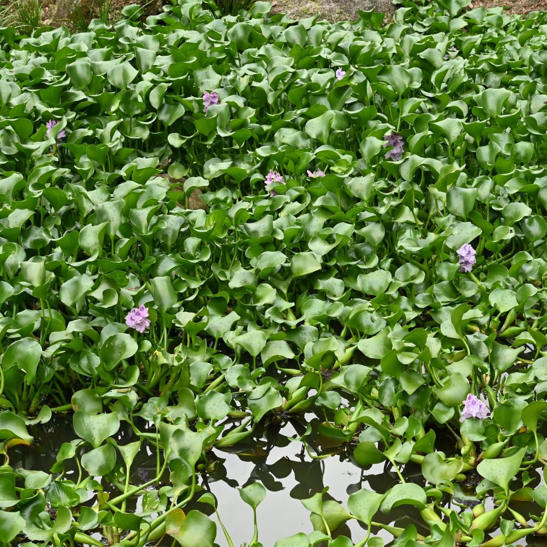 Les différentes fibres naturelles utilisées dans la décoration